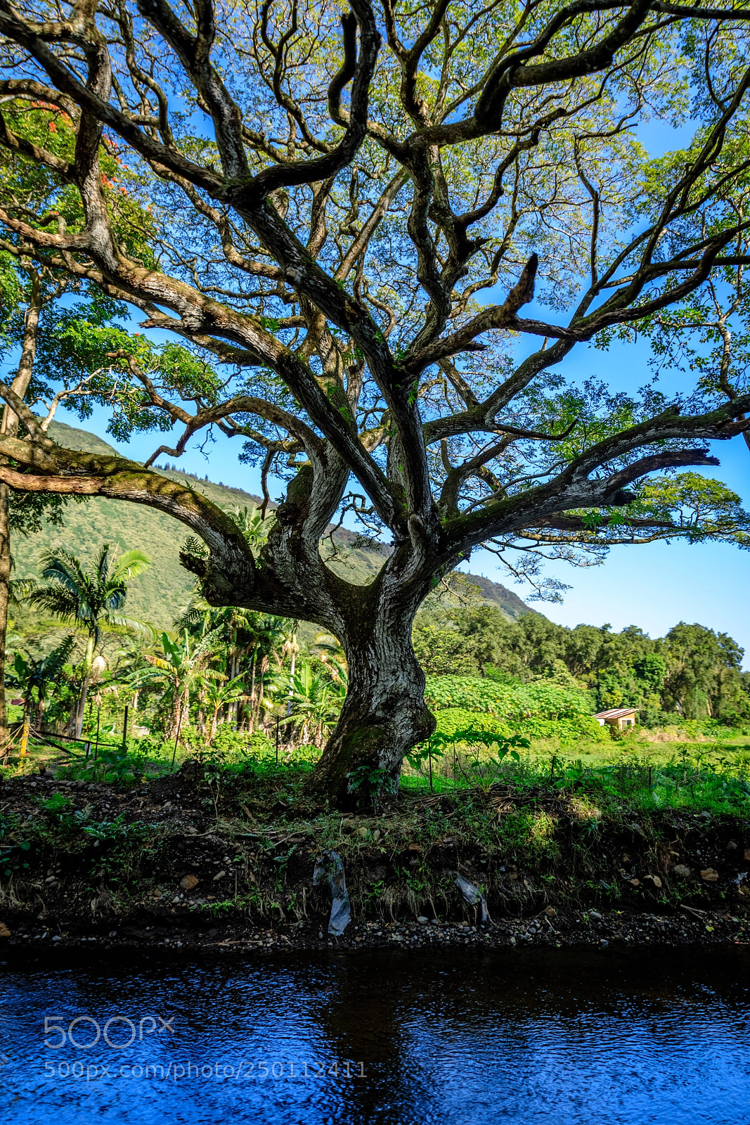 Canon EOS 5D Mark IV sample photo. The tree photography
