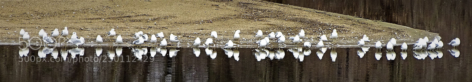 Sony Cyber-shot DSC-HX400V sample photo. Seagulls photography
