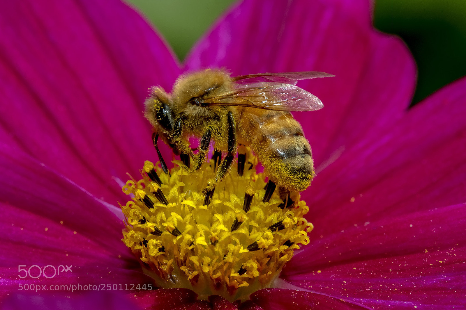 Canon EOS 7D Mark II sample photo. Honey bee photography