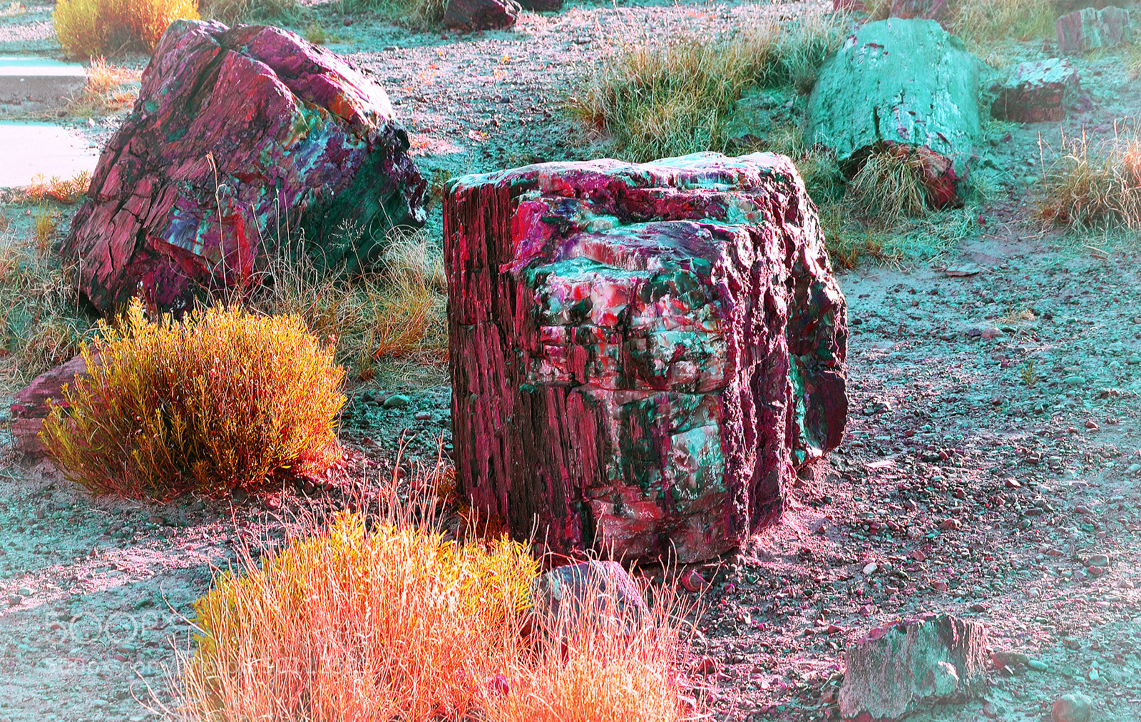 Nikon D7000 sample photo. Petrified logs in petrified photography