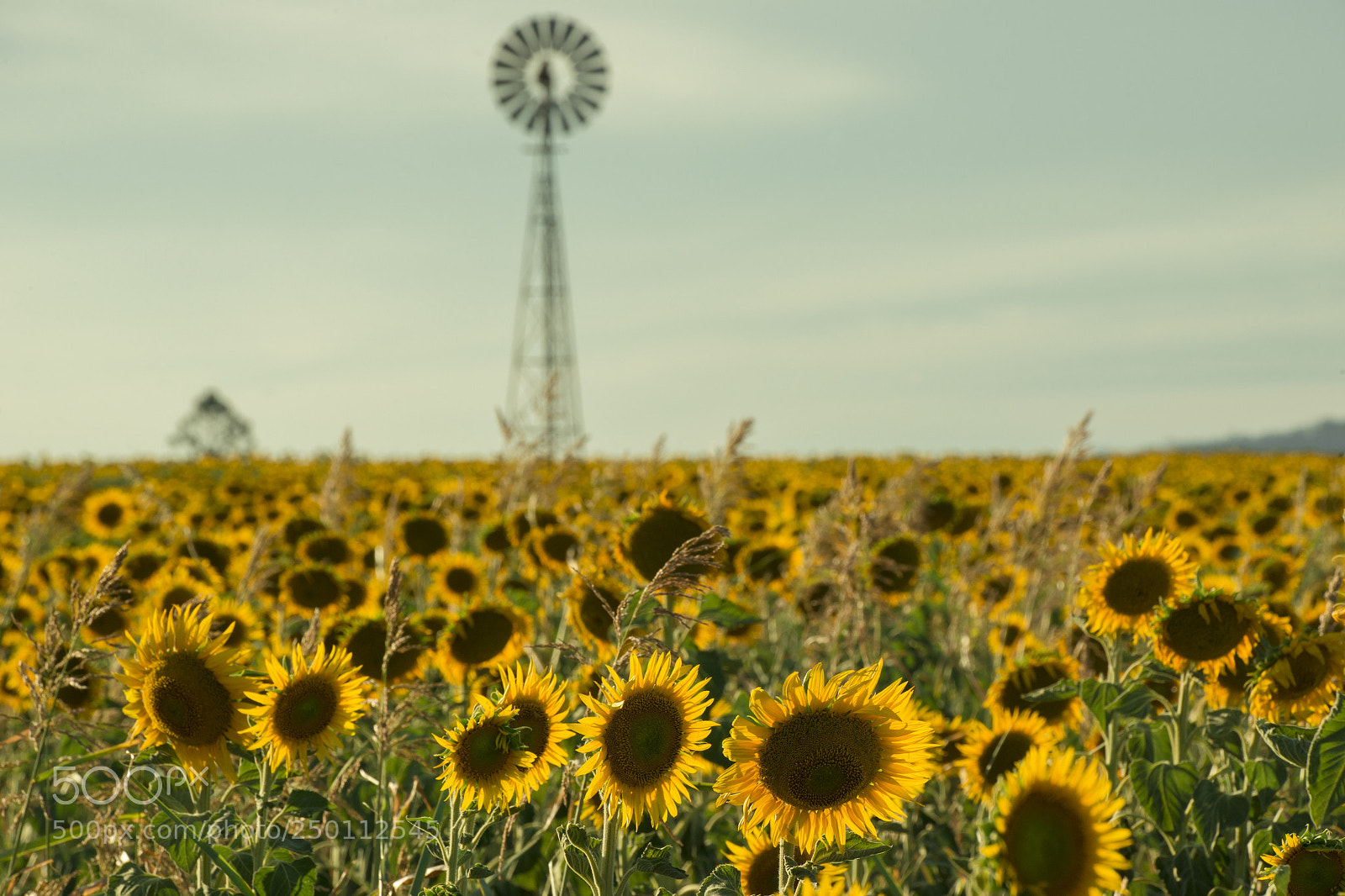 Nikon D800 sample photo. Sunflowers and a windmill photography