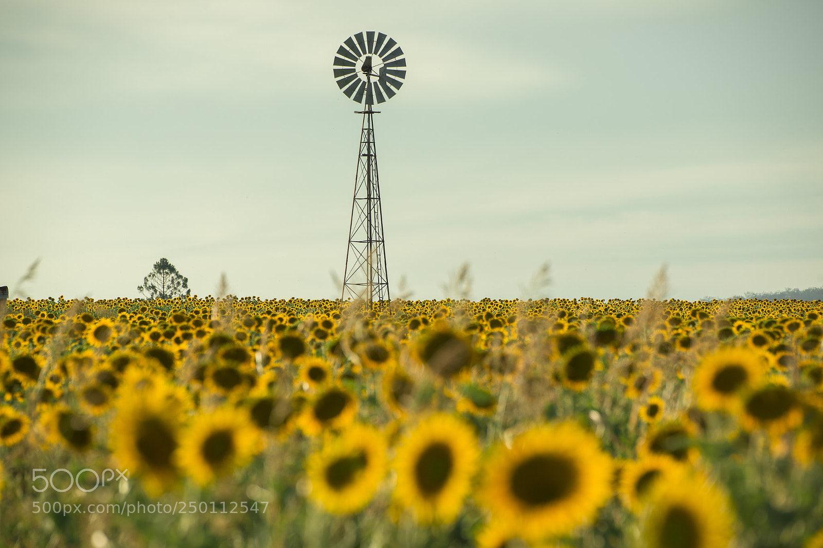 Nikon D800 sample photo. Sunflowers and a windmill photography