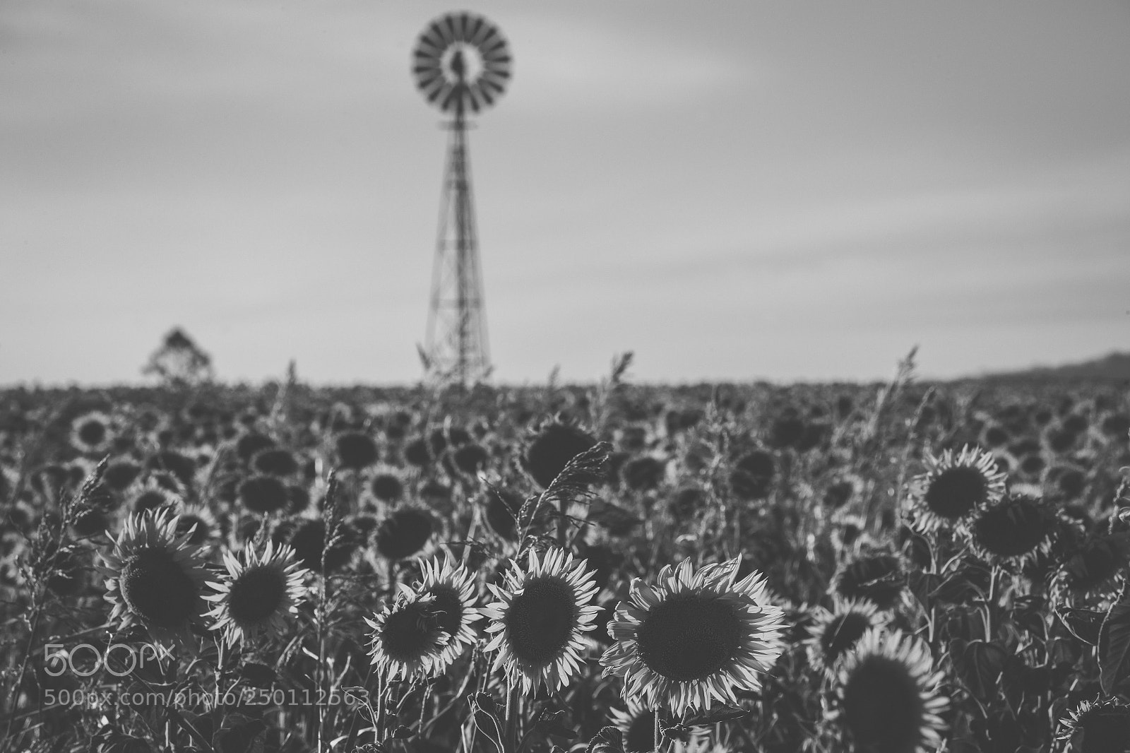 Nikon D800 sample photo. Sunflowers and a windmill photography