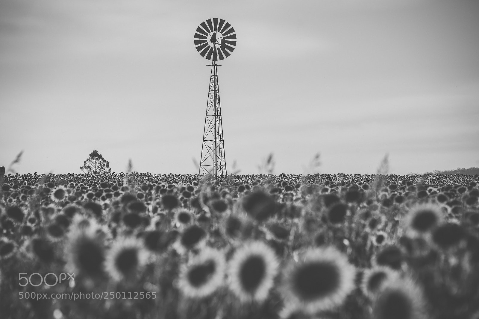 Nikon D800 sample photo. Sunflowers and a windmill photography