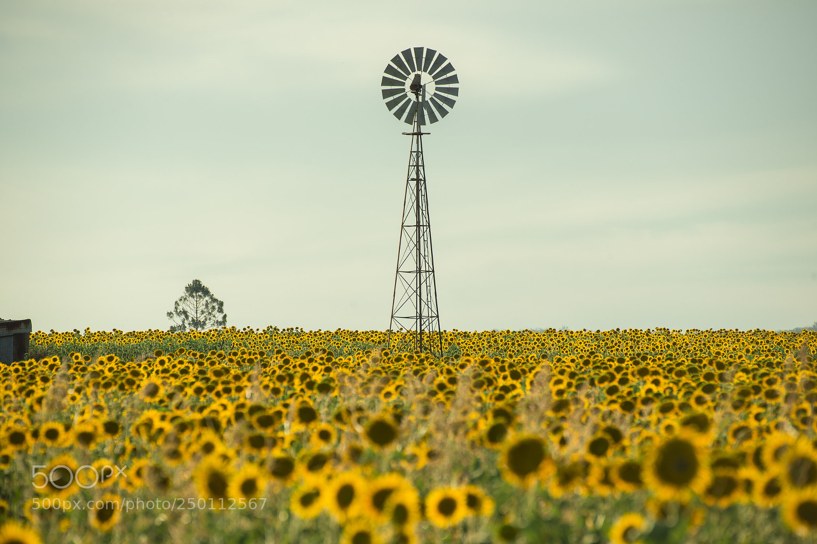 Nikon D800 sample photo. Sunflowers and a windmill photography