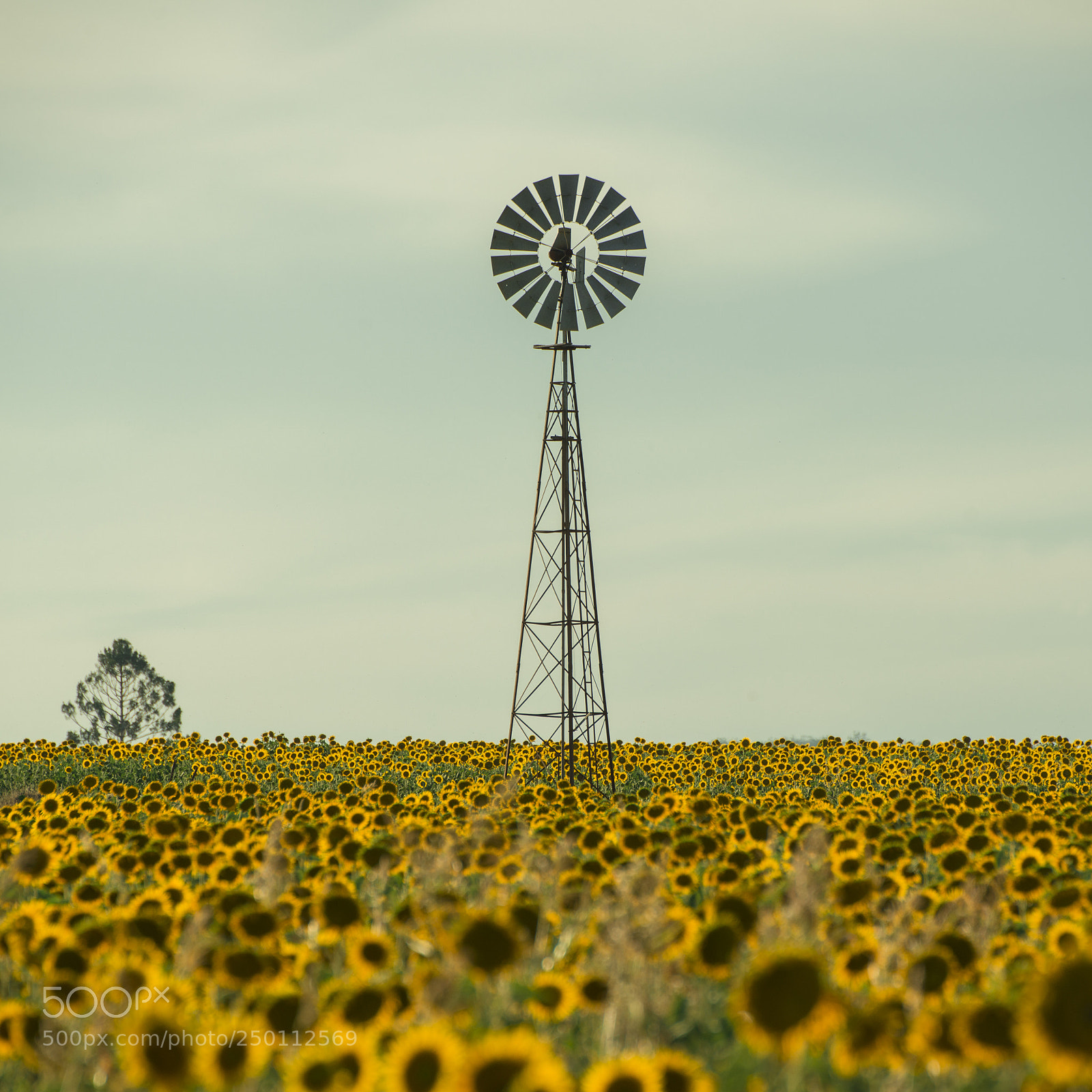 Nikon D800 sample photo. Sunflowers and a windmill photography