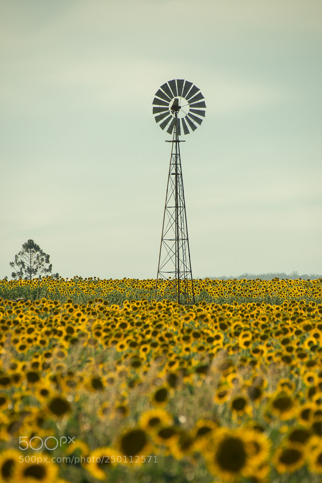 Nikon D800 sample photo. Sunflowers and a windmill photography