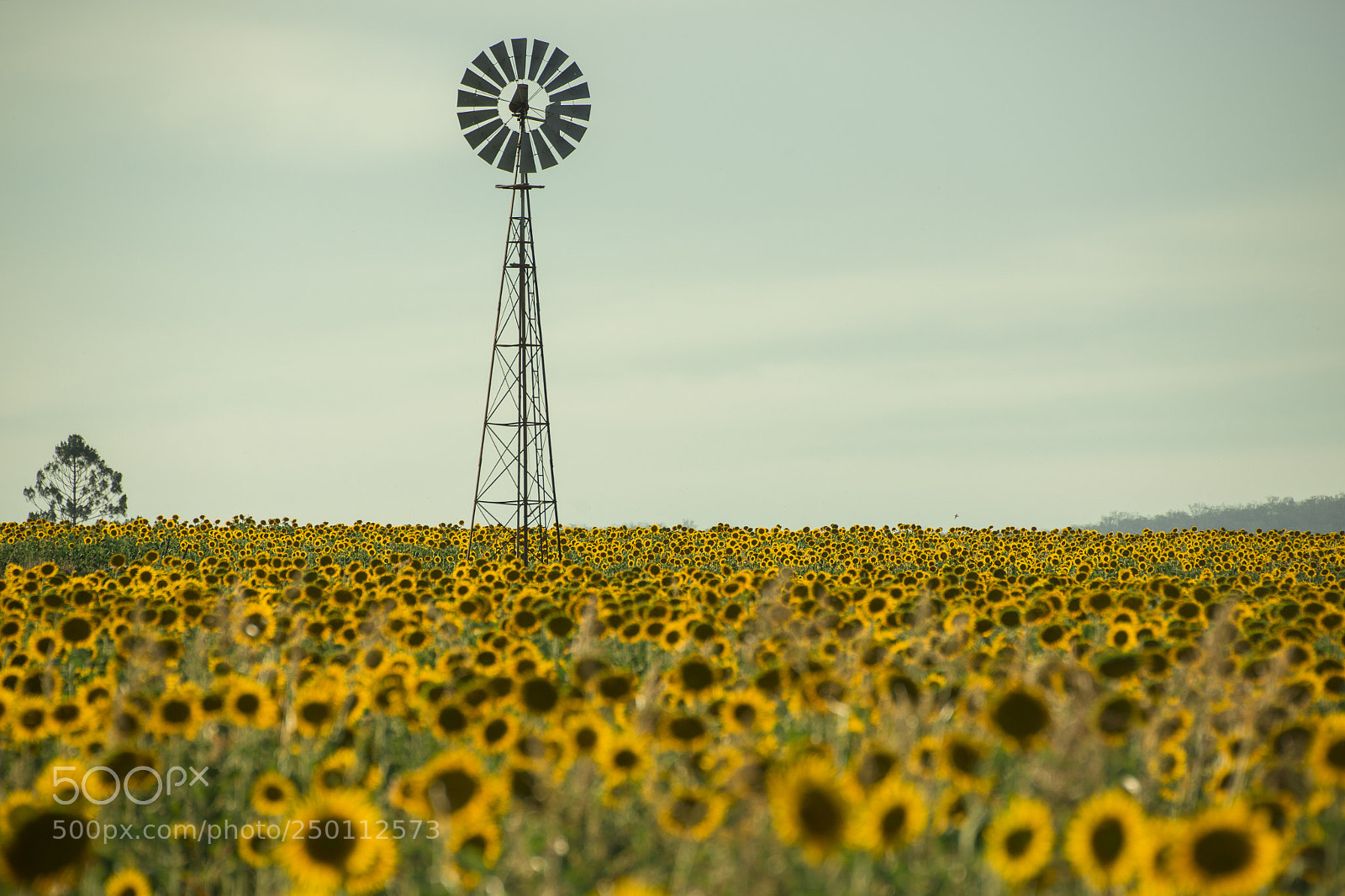Nikon D800 sample photo. Sunflowers and a windmill photography