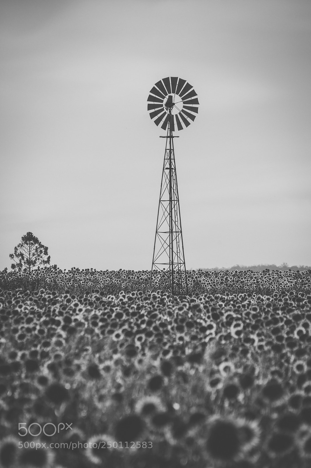 Nikon D800 sample photo. Sunflowers and a windmill photography