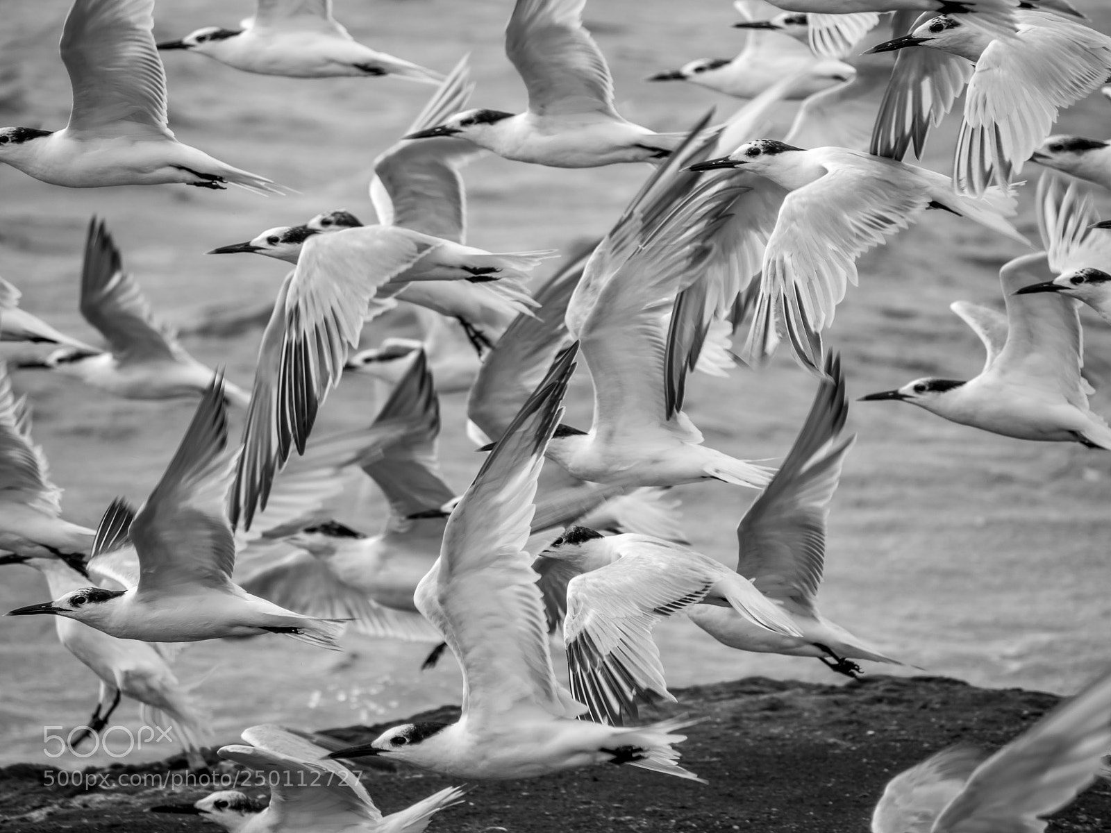 Olympus OM-D E-M10 II sample photo. Charranes en vuelo photography