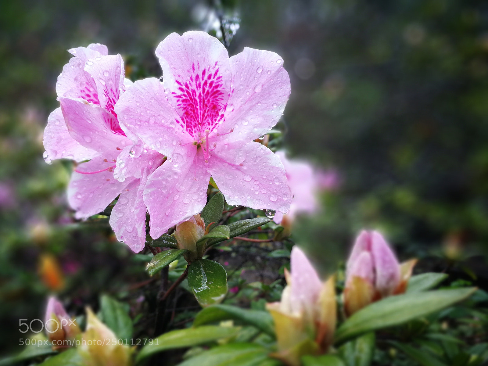 HUAWEI Mate 9 sample photo. Sims azalea_杜鵑花 photography