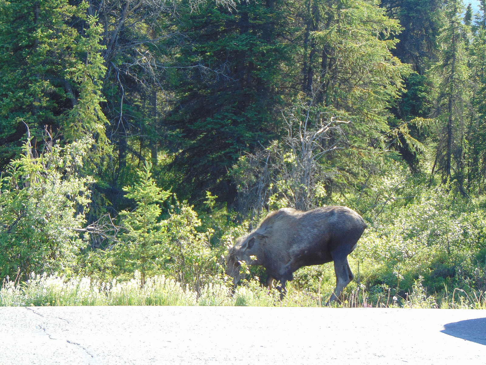 Sony Cyber-shot DSC-H300 sample photo. Moose photography