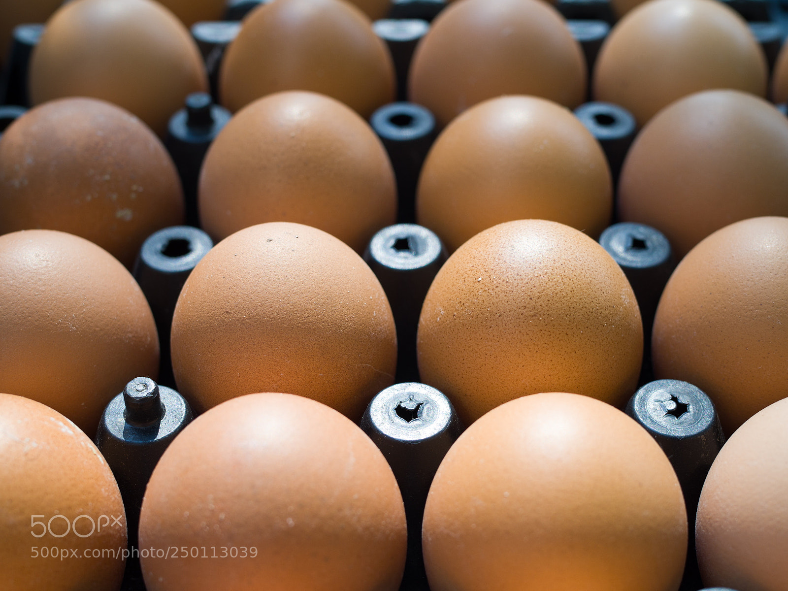 Olympus OM-D E-M10 III sample photo. Fresh chicken eggs in photography