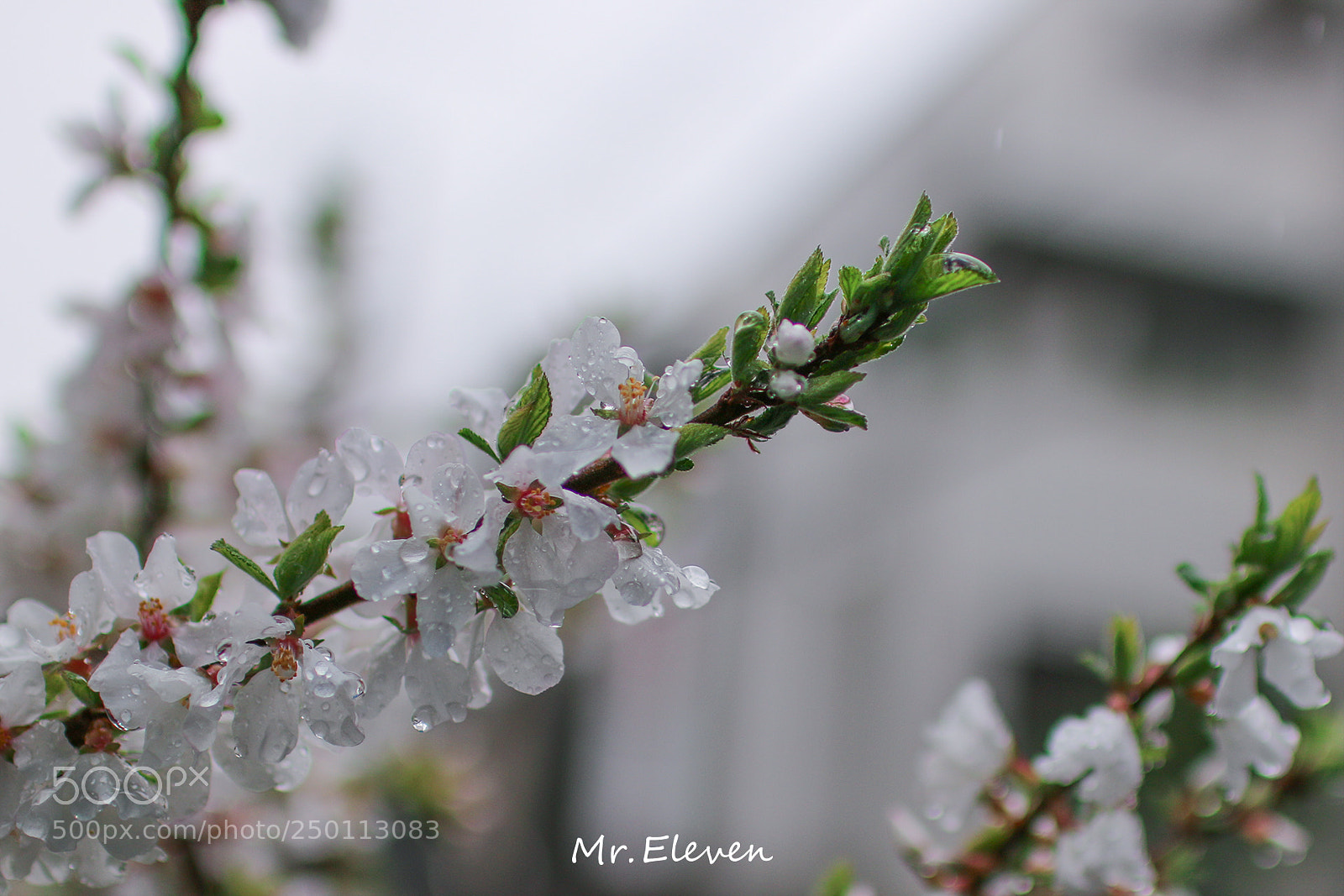 Canon EOS 70D sample photo. 花 photography