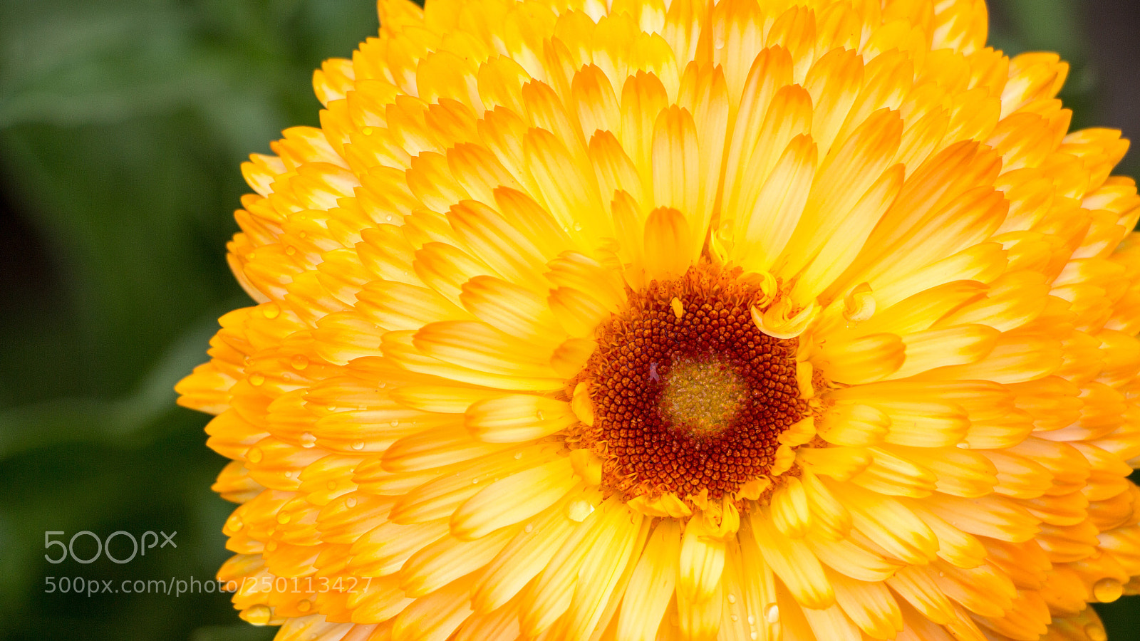 Canon EOS 700D (EOS Rebel T5i / EOS Kiss X7i) sample photo. Flowers  photography
