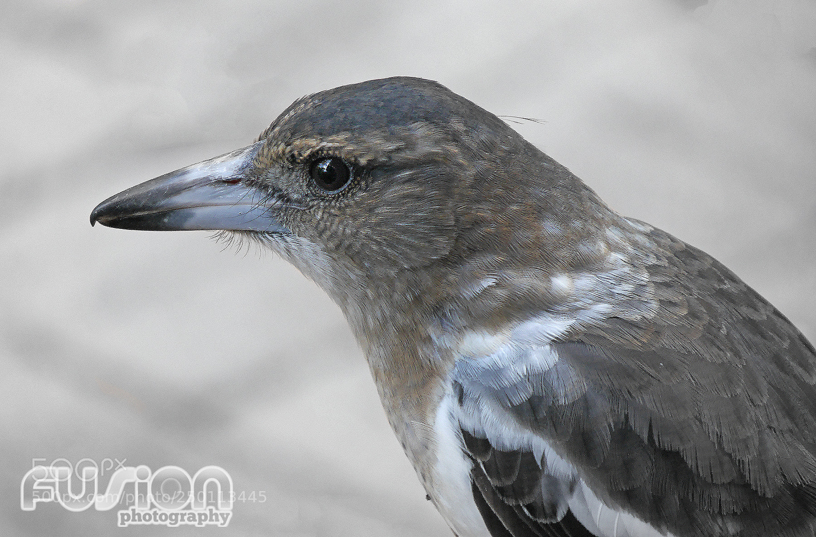 Panasonic Lumix DMC-GX7 sample photo. Babybutcherbird photography