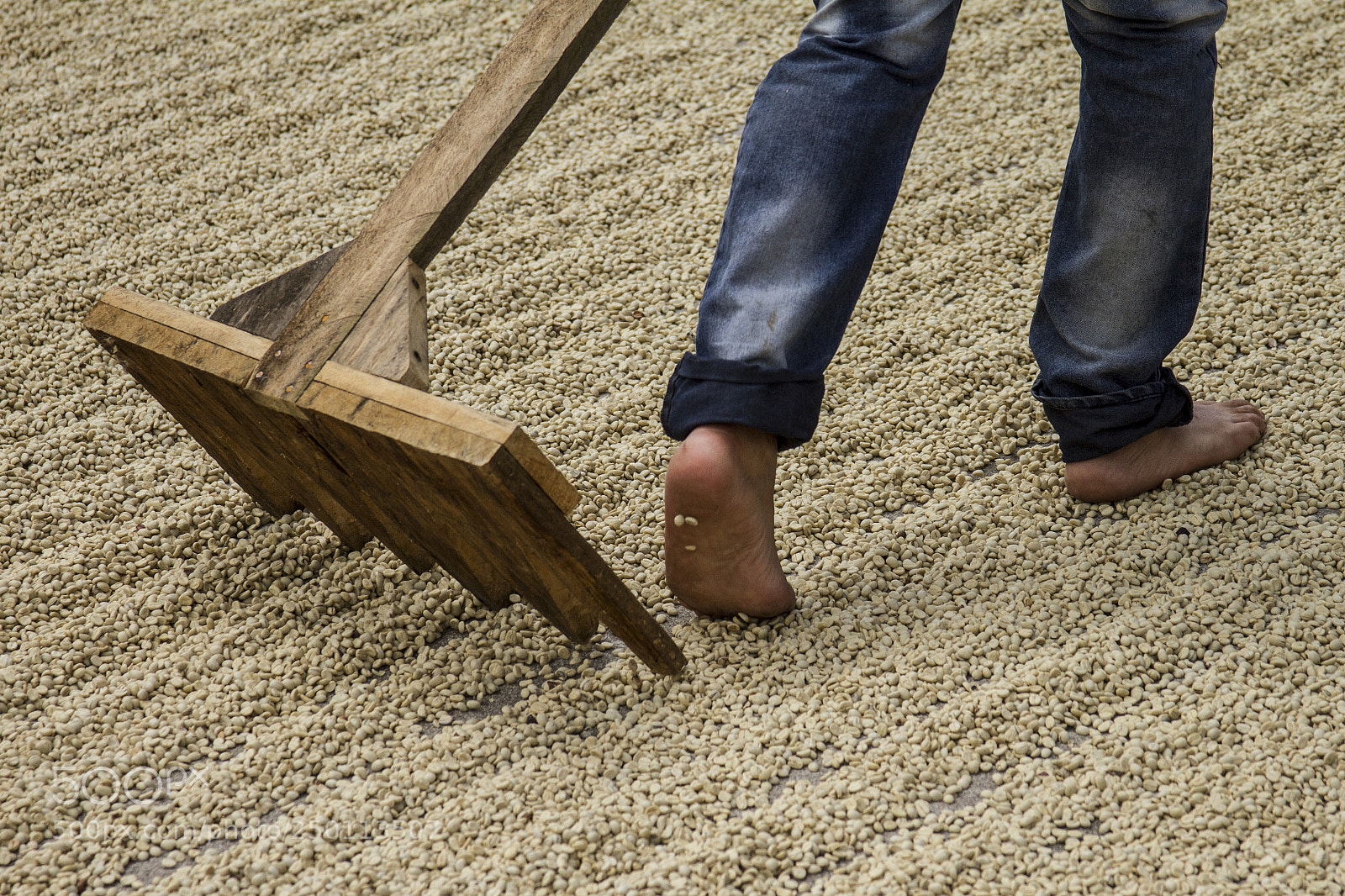 Canon EOS 7D sample photo. Path of coffee dry photography