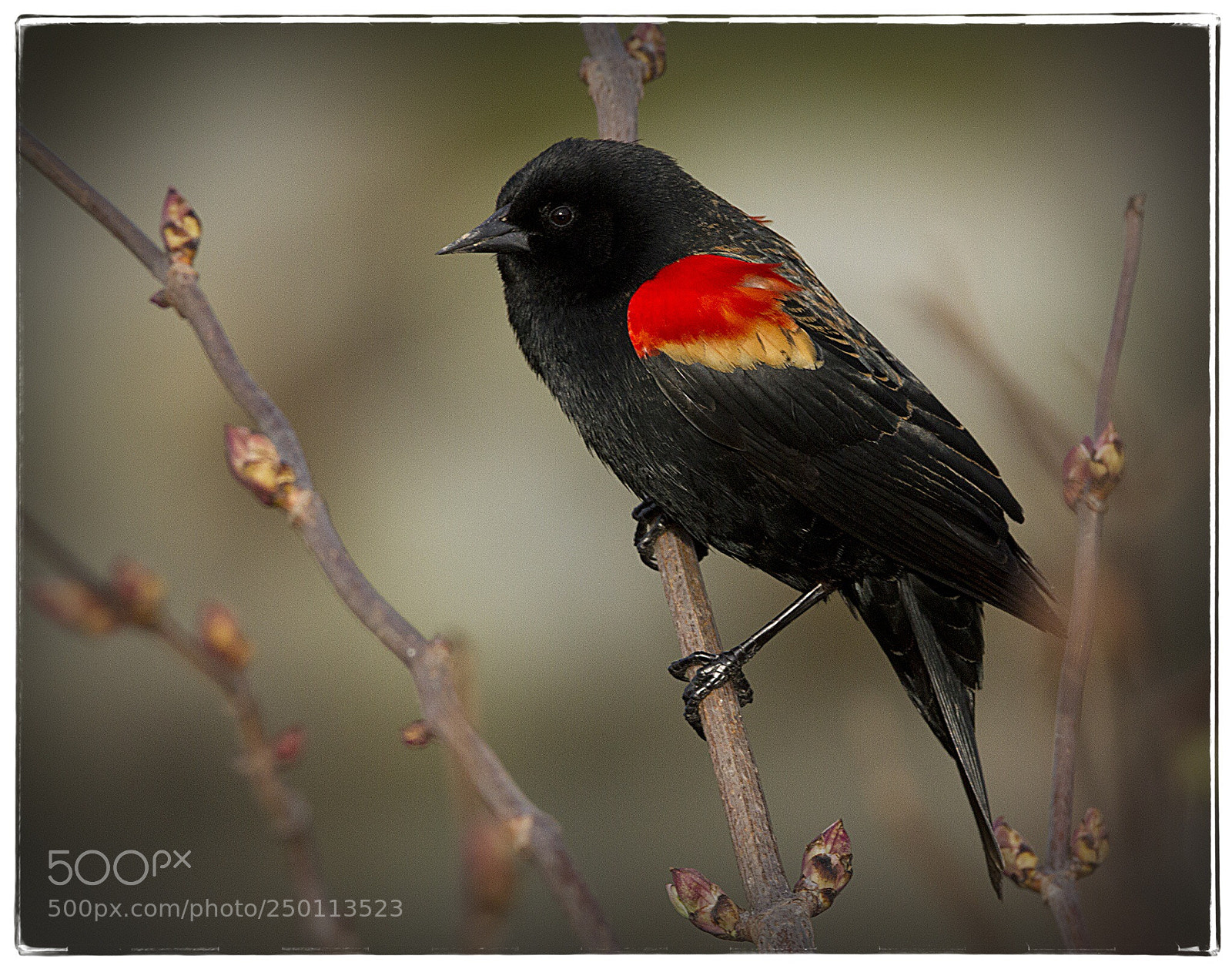 Canon EOS 7D sample photo. Bicolored red winged blackbird 4. photography