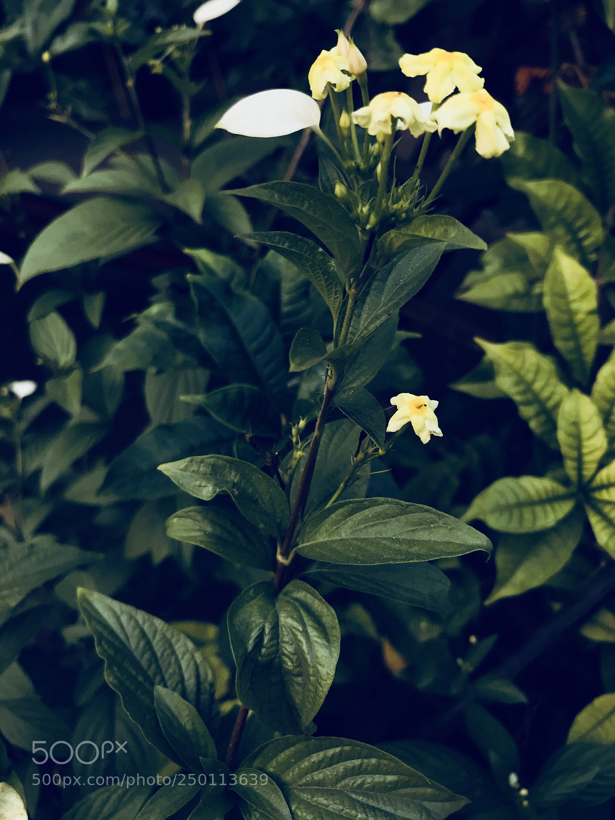 Apple iPhone 7 sample photo. Untitled photography