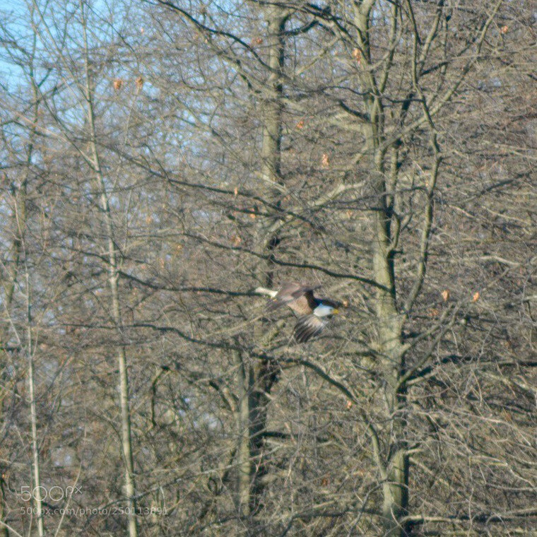 Nikon D5200 sample photo. Bald eagle photography