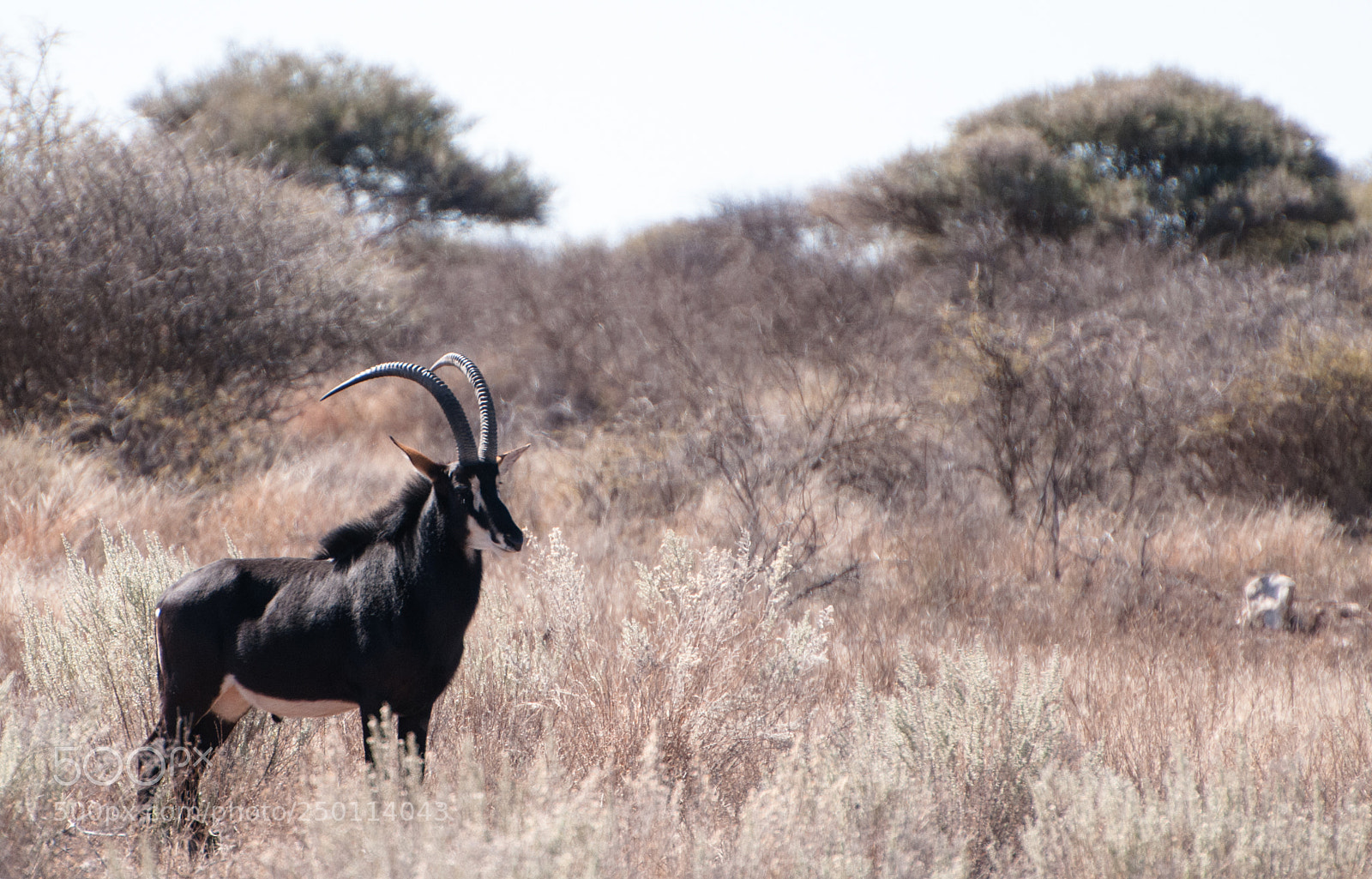 Nikon D300 sample photo. Sable photography