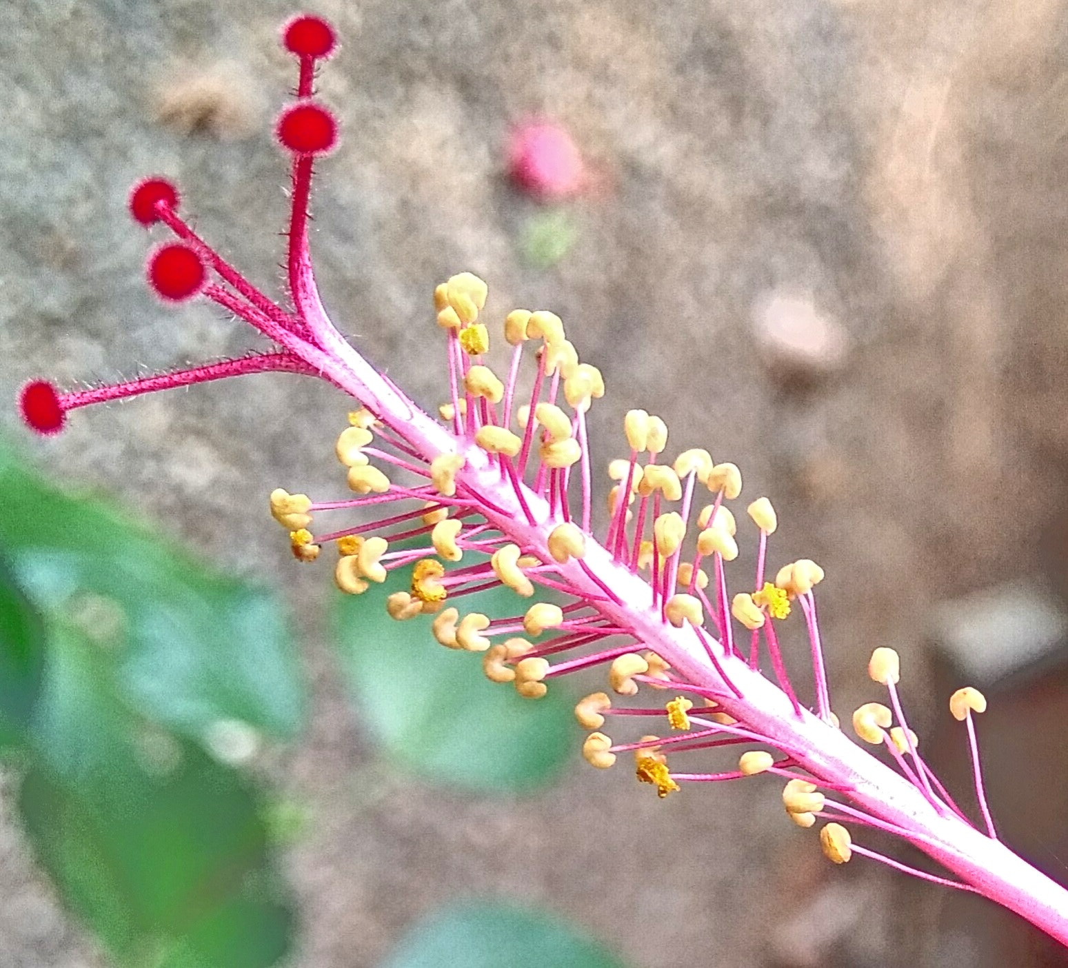 Xiaomi MI MAX sample photo