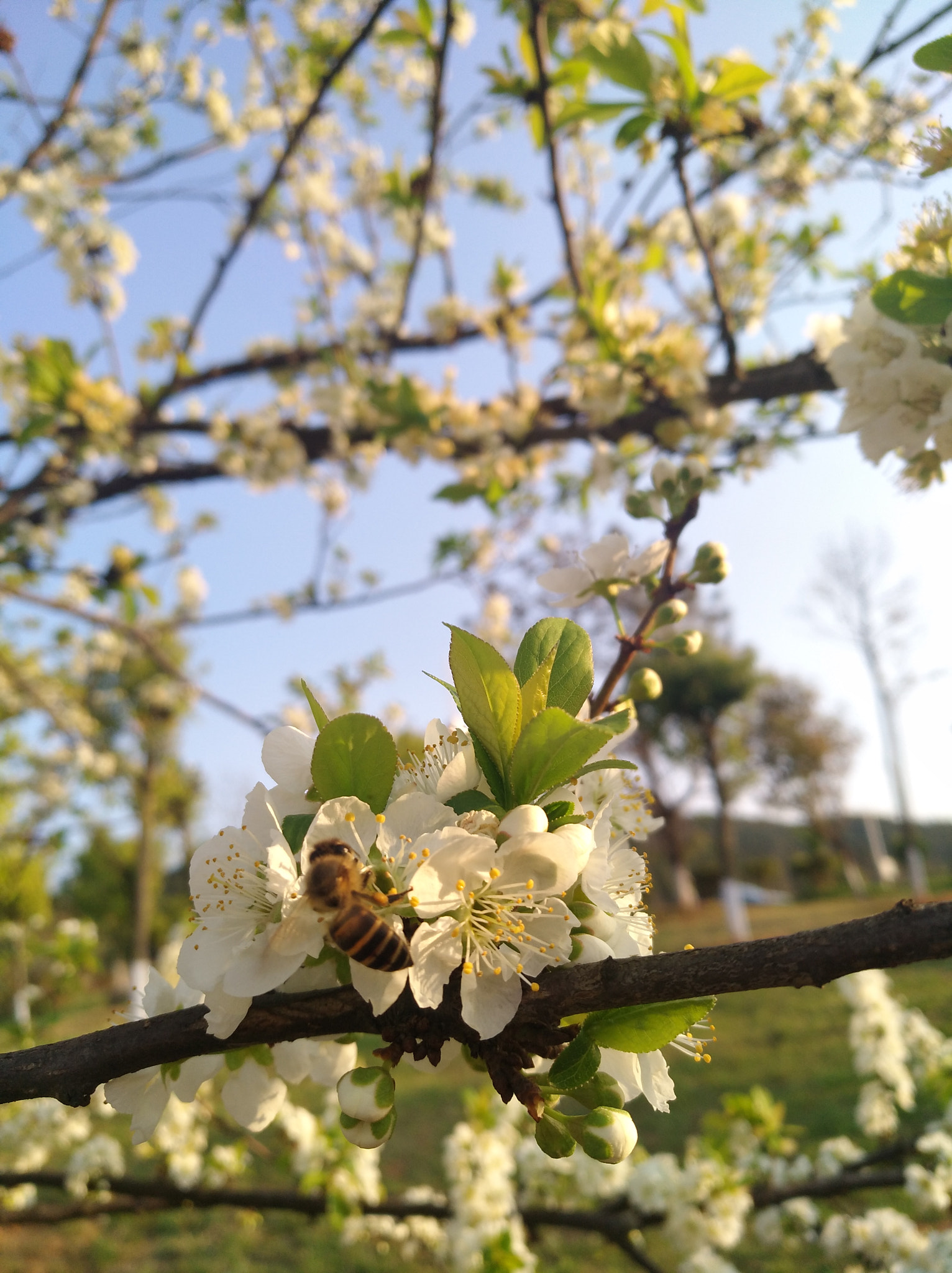 HUAWEI nova sample photo. 李树 photography