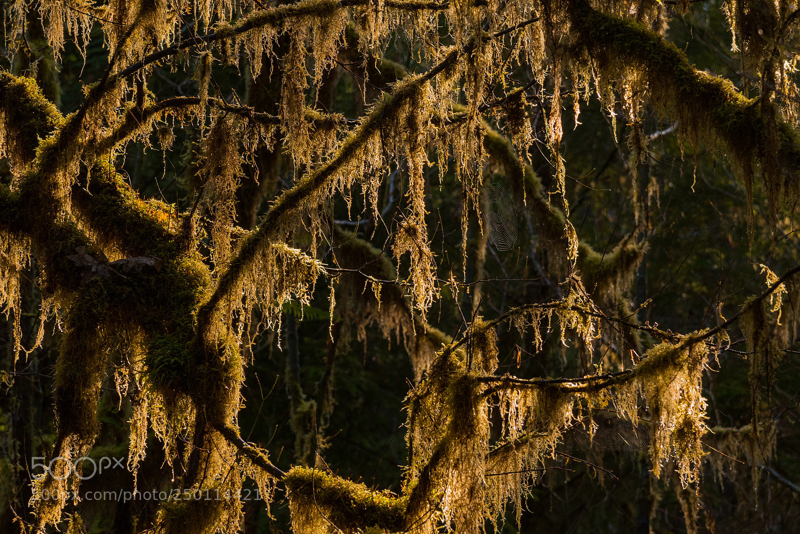 Nikon D810 sample photo. Backlit tree moss photography