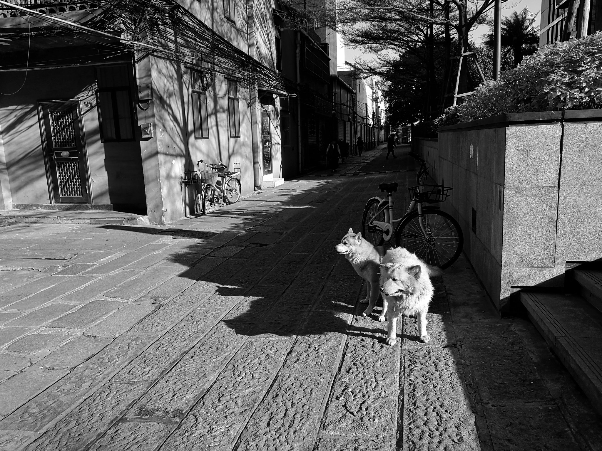 HUAWEI Honor V9 sample photo. Dogs photography