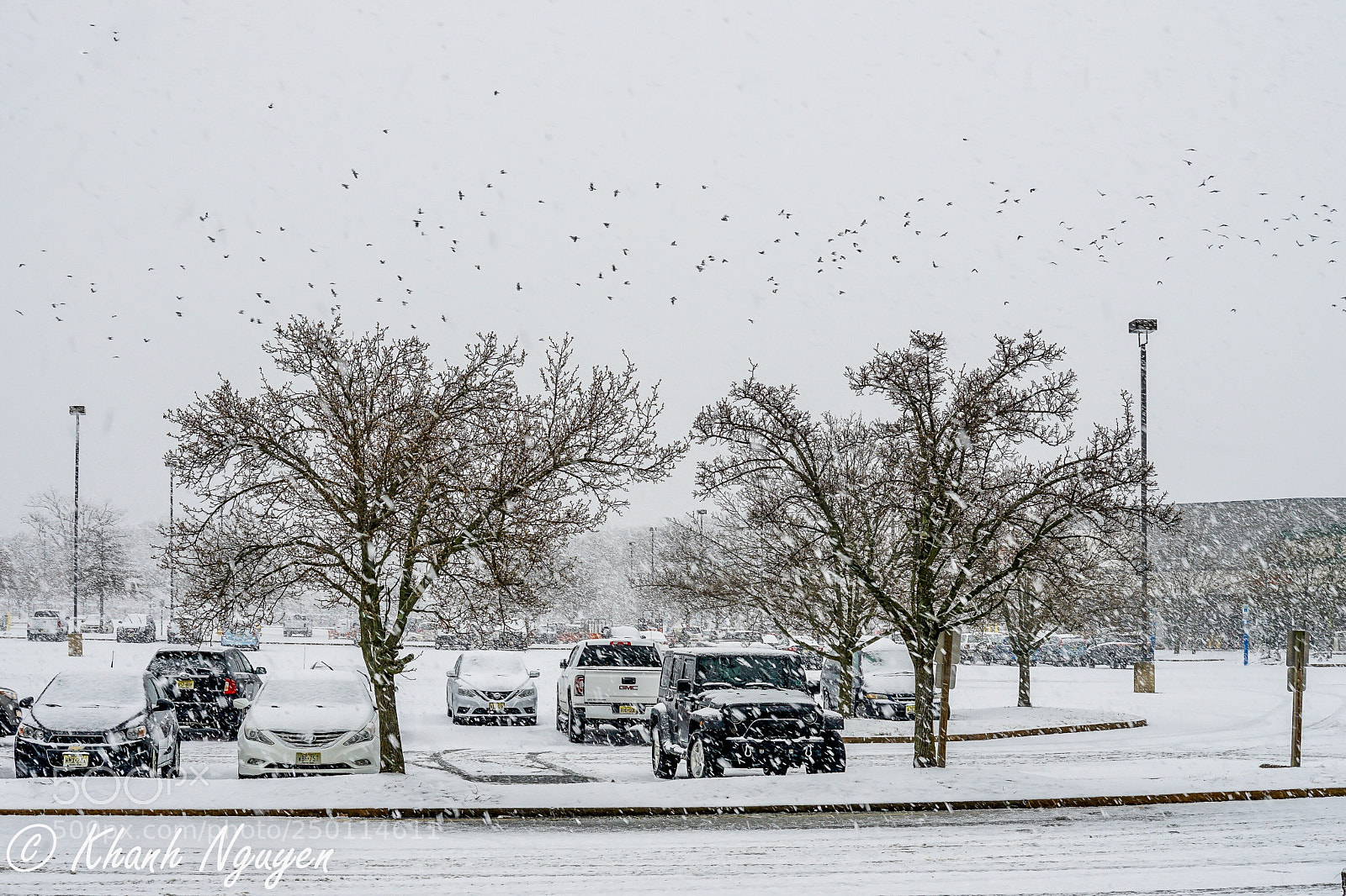 Sony a7 II sample photo. Snow and birds. photography