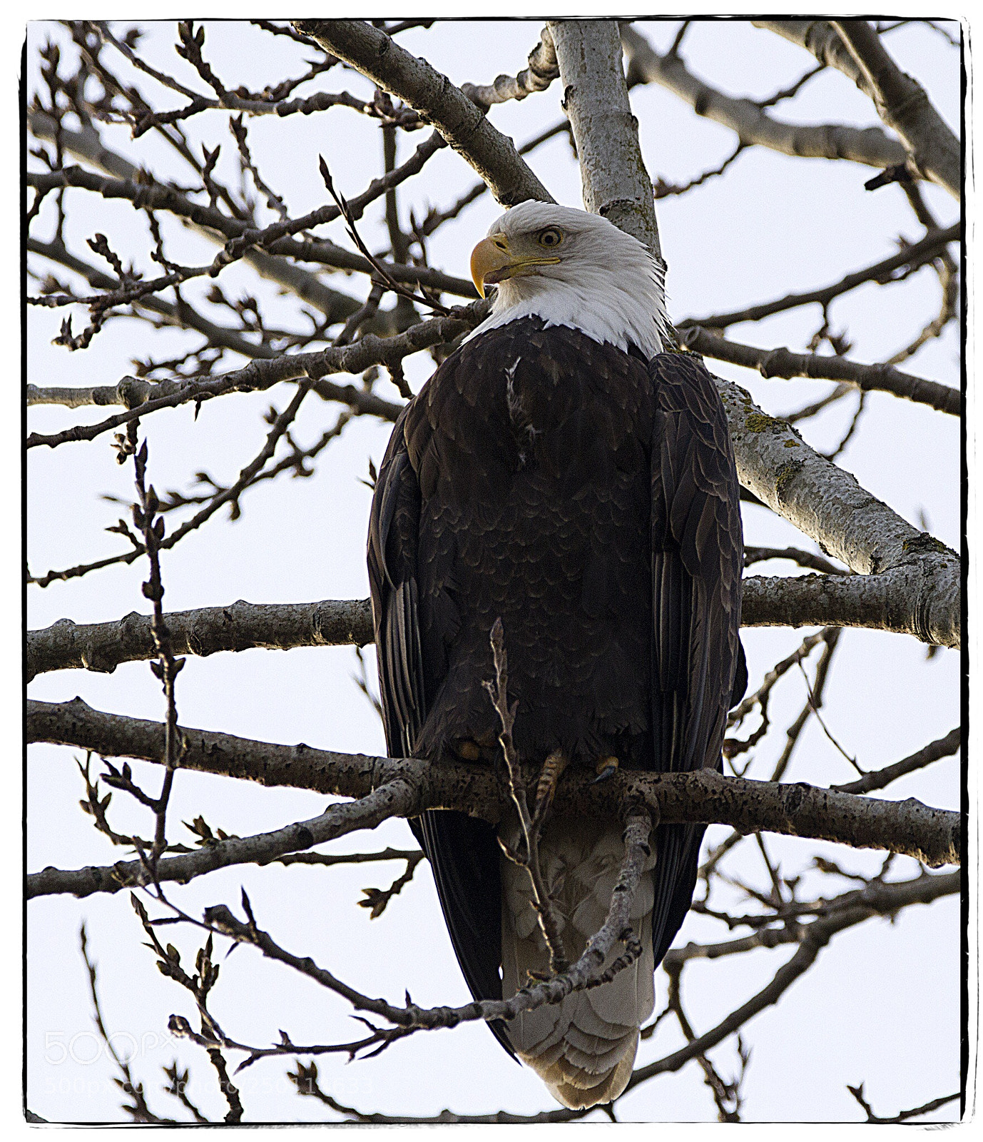 Canon EOS 7D sample photo. Bald eagle. photography