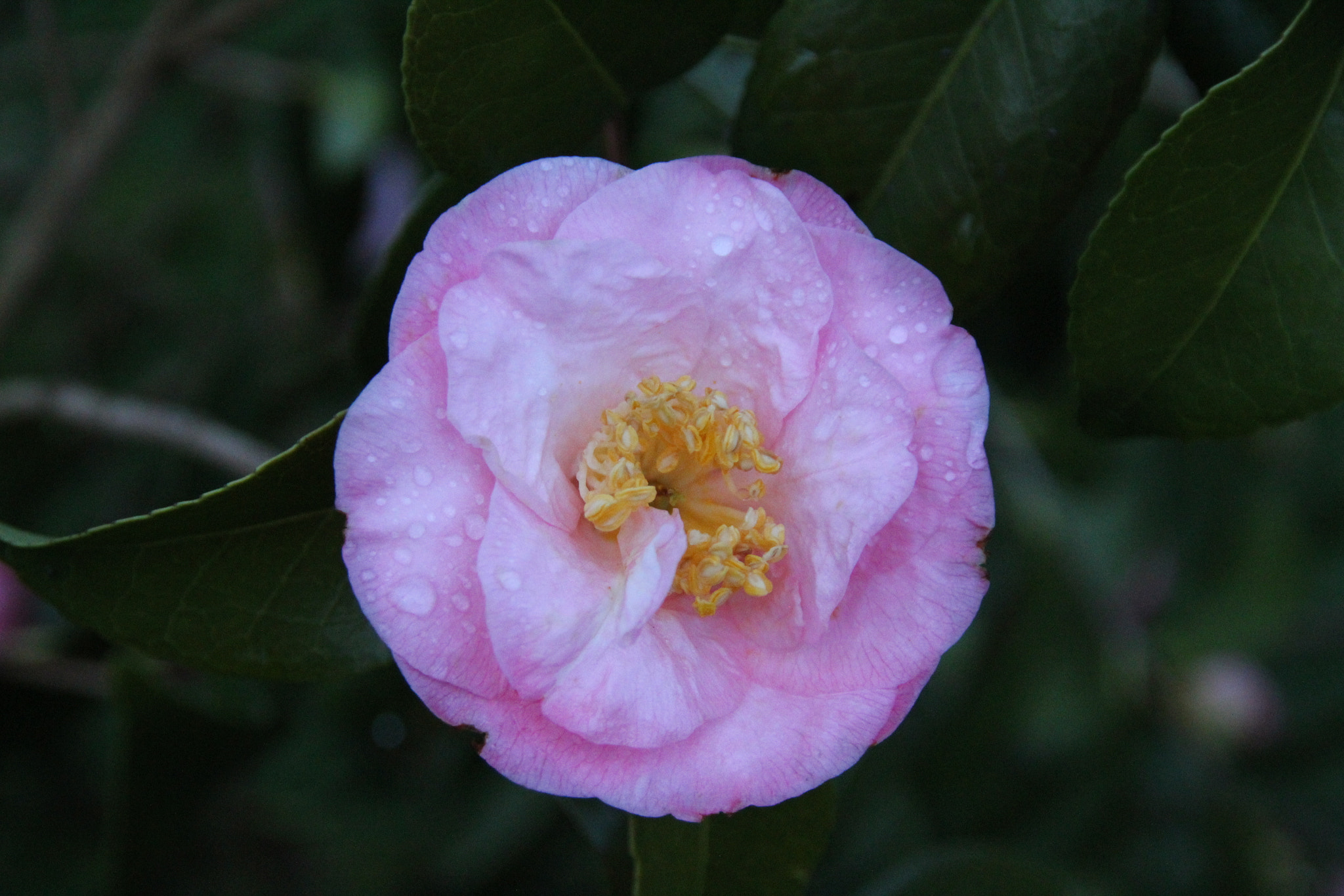 Sigma 18-200mm f/3.5-6.3 DC OS sample photo. Rose photography