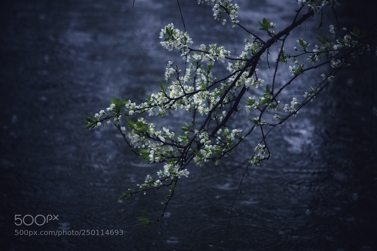 Sony a5100 sample photo. Spring,rainy season photography