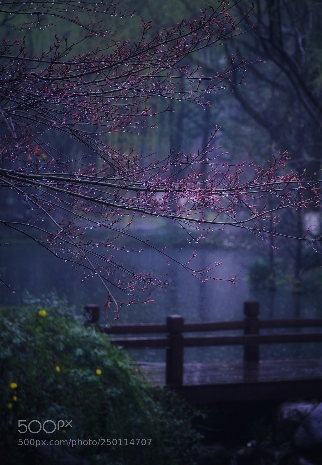 Sony a5100 sample photo. Spring,rainy season photography