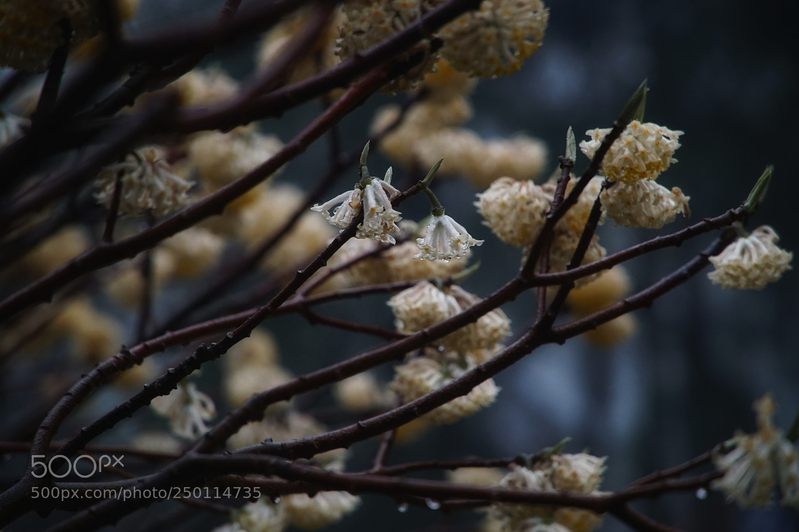 Sony a5100 sample photo. Spring,rainy season photography