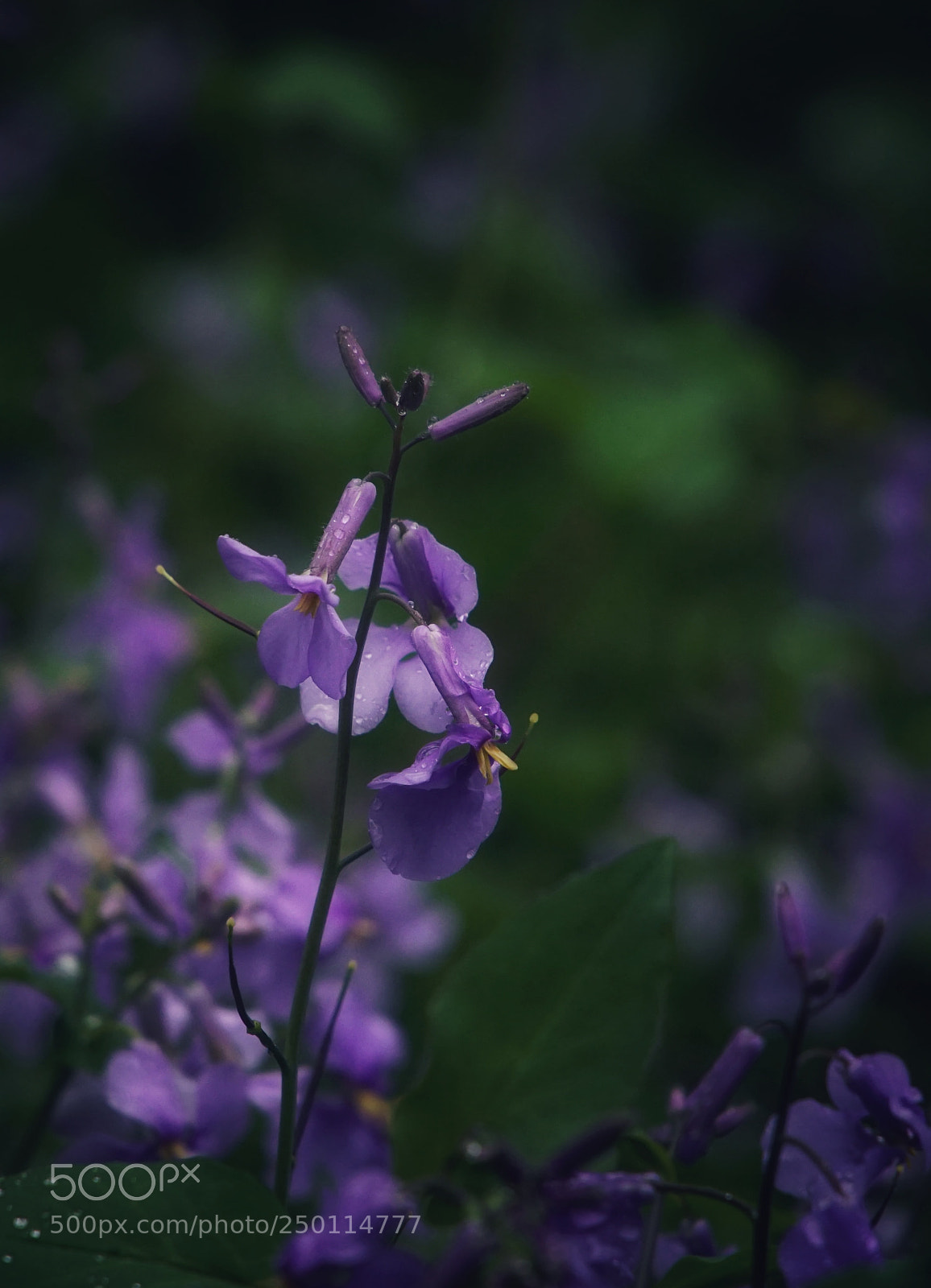 Sony a5100 sample photo. Spring,rainy season photography