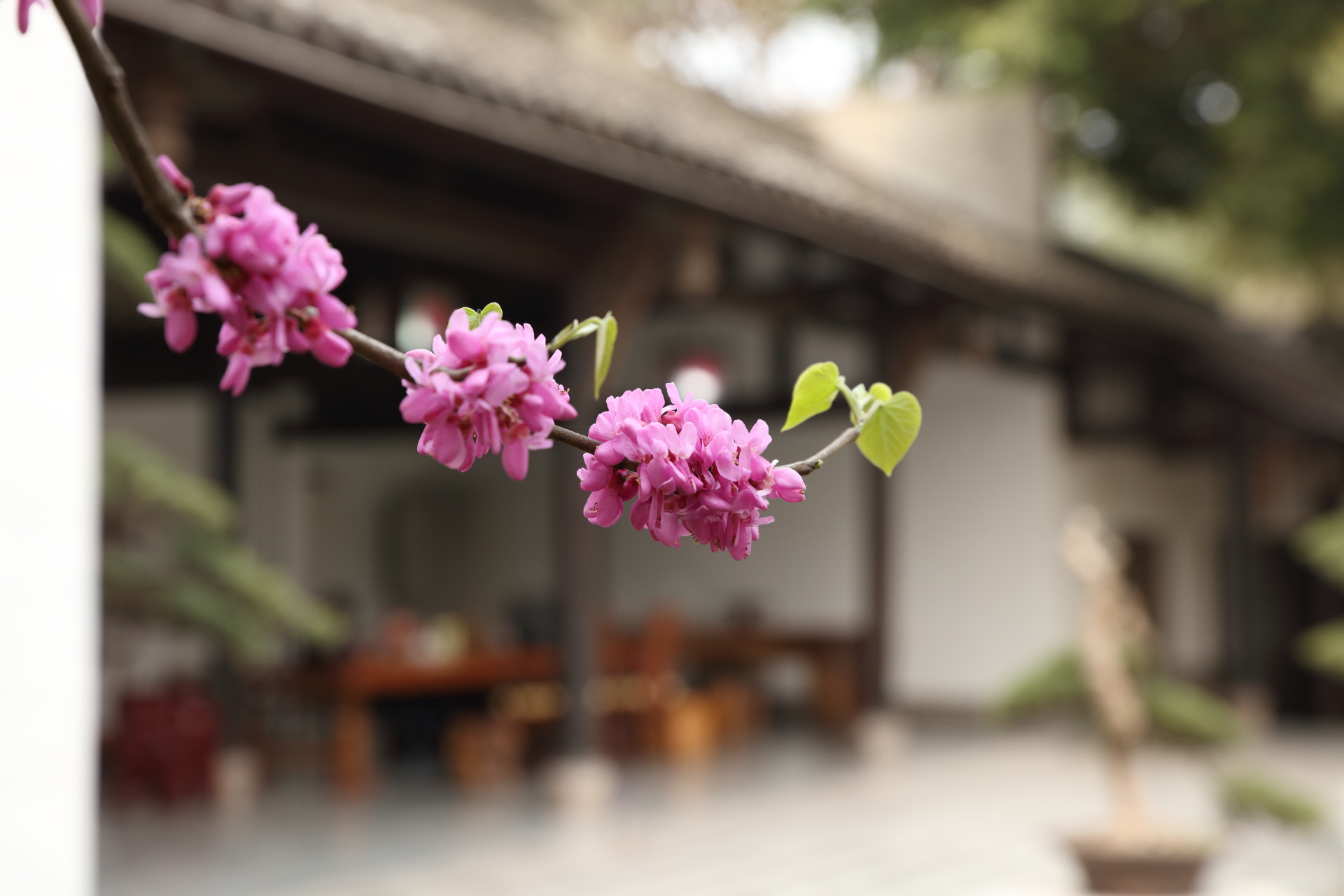Canon EOS 5DS R sample photo. Spring  flowers photography