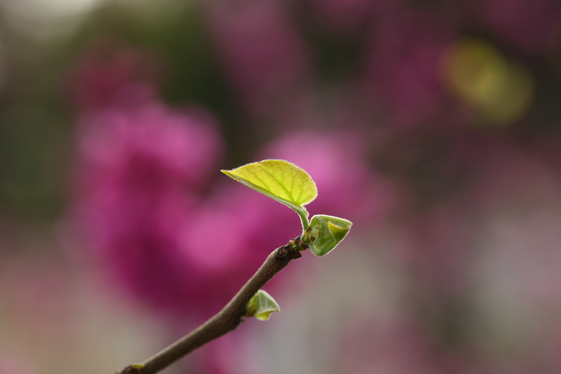 Canon EF 100mm F2.8L Macro IS USM sample photo. Spring  flowers photography