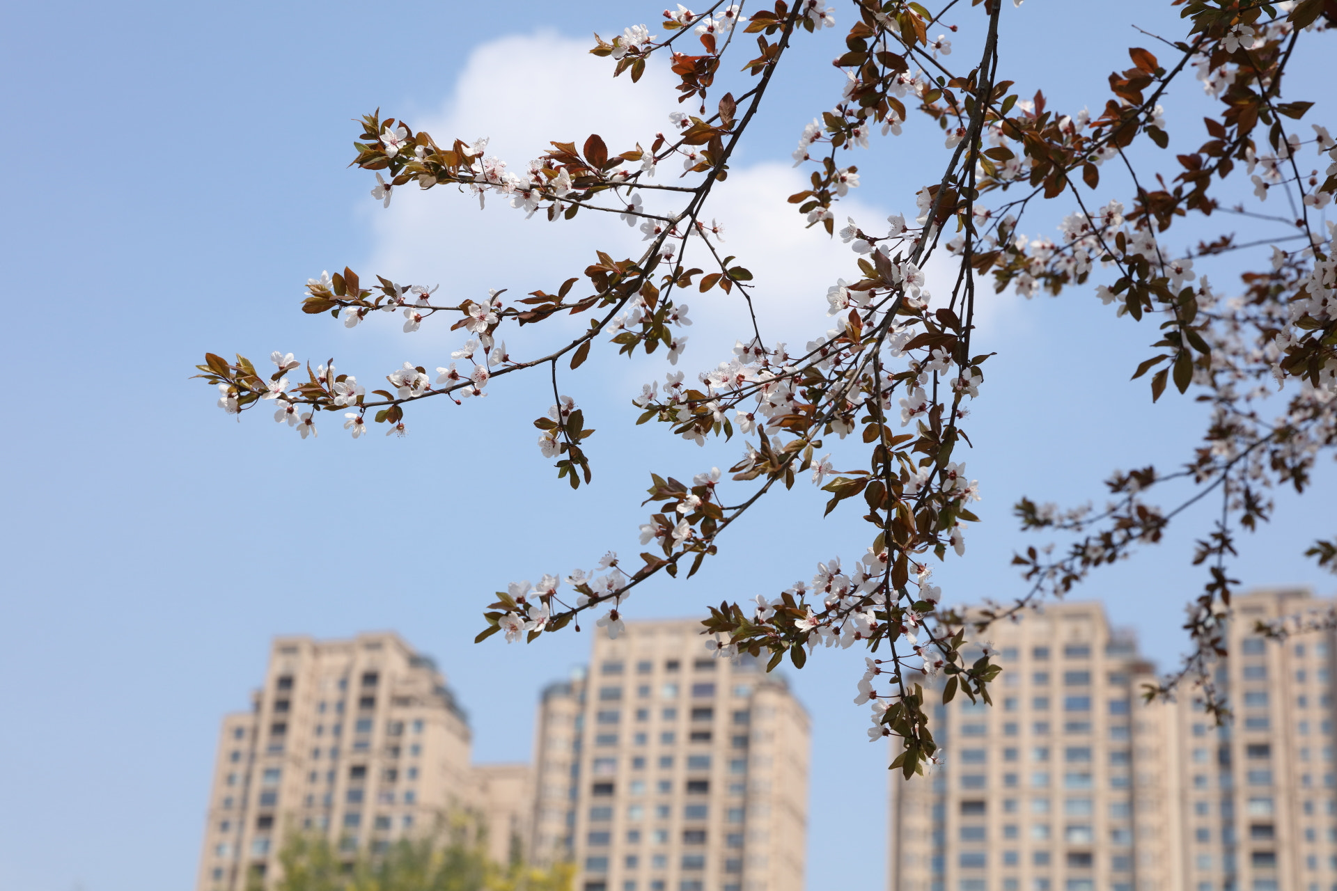 Canon EOS 5DS R sample photo. Spring  flowers photography