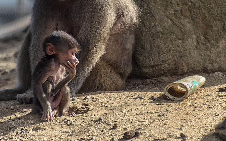 Nikon D7000 sample photo. 180311-008 baby baboon melbourne photography