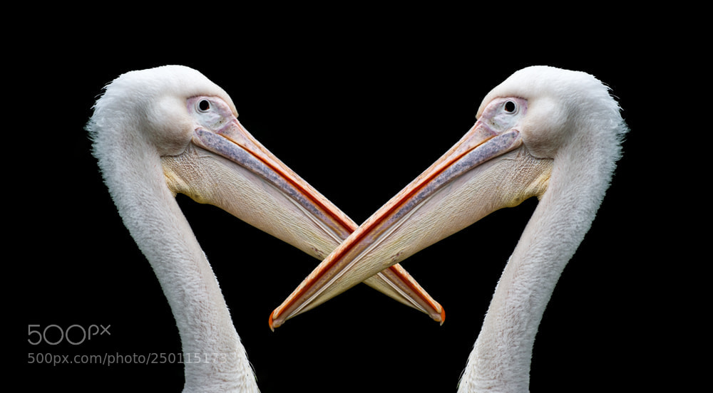 Nikon D800 sample photo. Singapore zoo pelicans photography