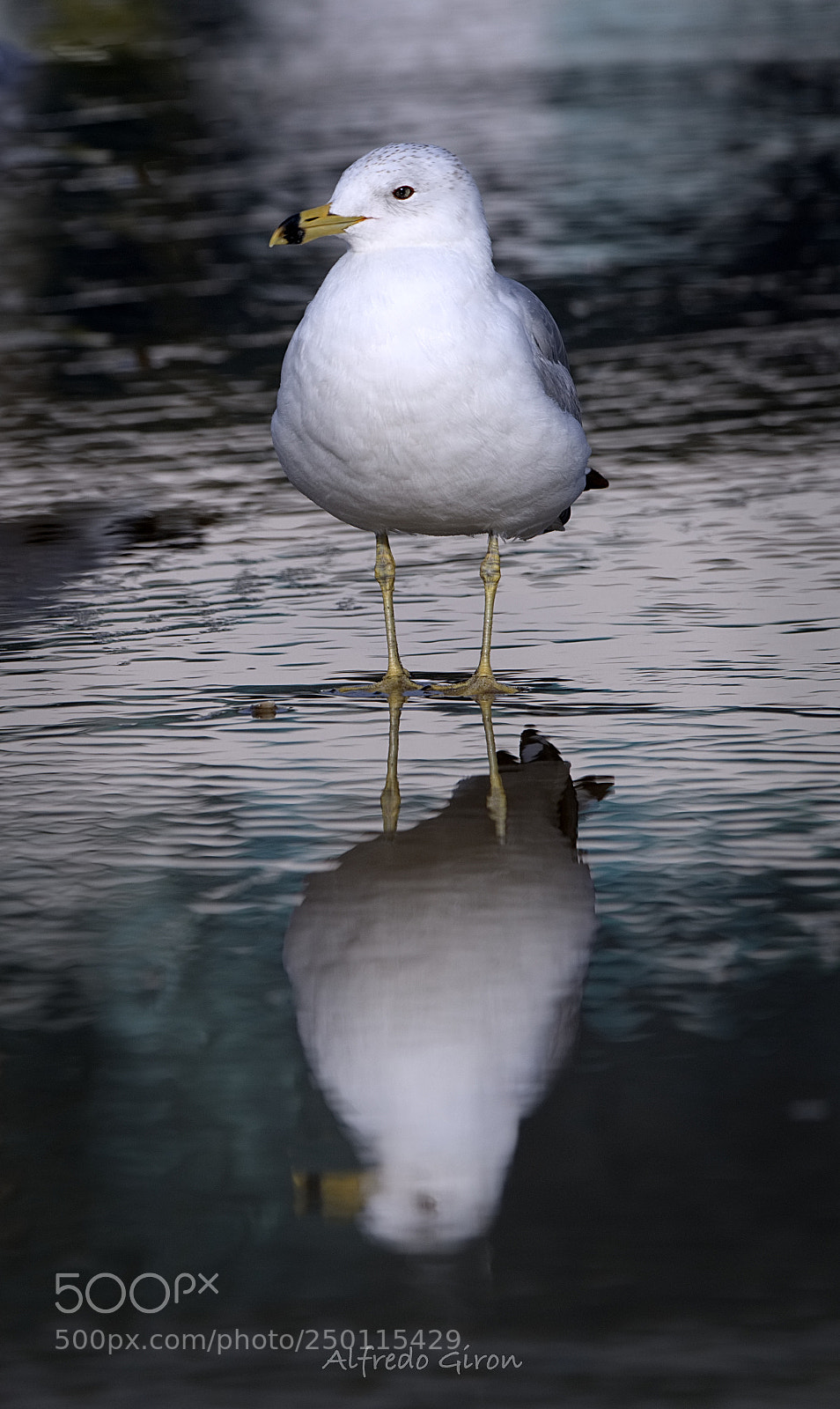 Nikon D500 sample photo. Seagull reflection photography