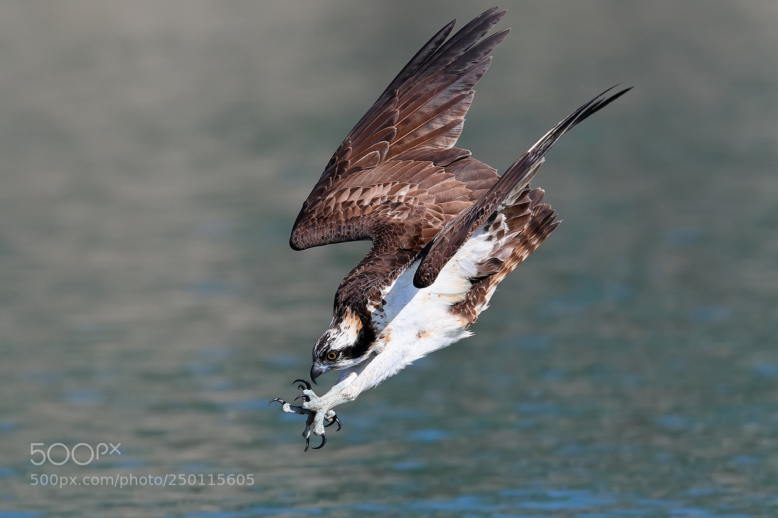Canon EOS-1D X Mark II sample photo. Osprey photography