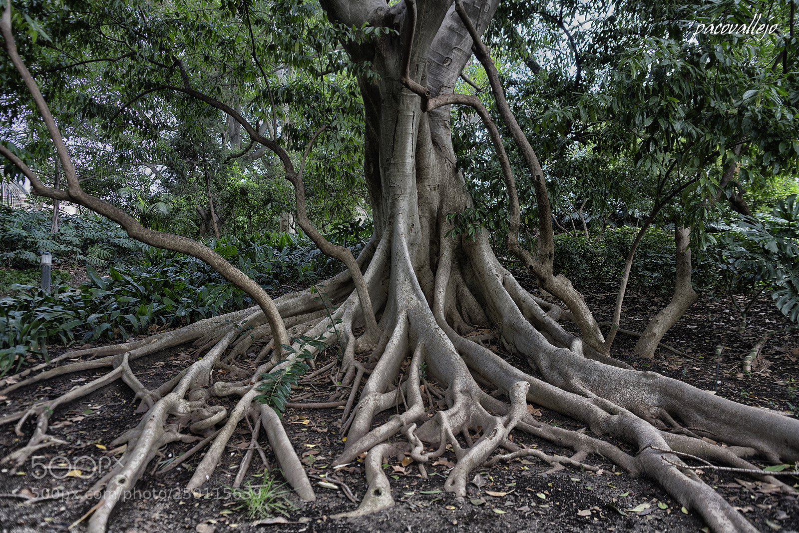 Sony a99 II sample photo. Raices photography