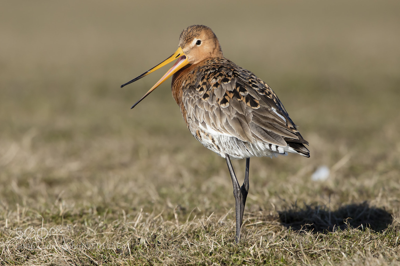 Canon EOS 5DS R sample photo. Godwit photography