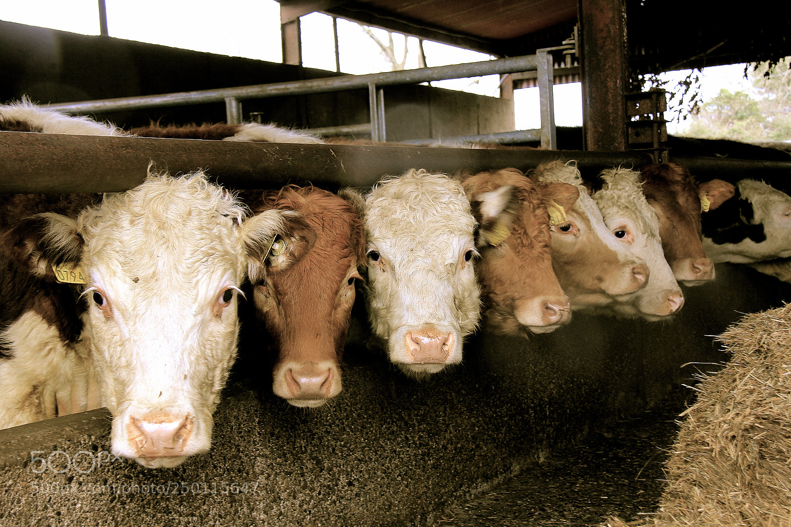 Canon EOS 60D sample photo. Eyes of cows, ireland photography