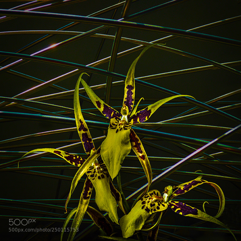 Pentax K-5 sample photo. Orchid brassia verrucosa photography