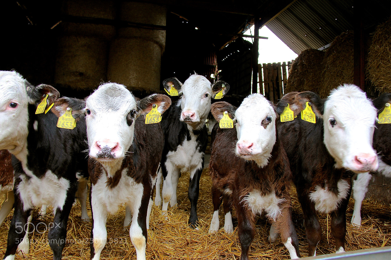 Canon EOS 60D sample photo. More cows, ireland photography