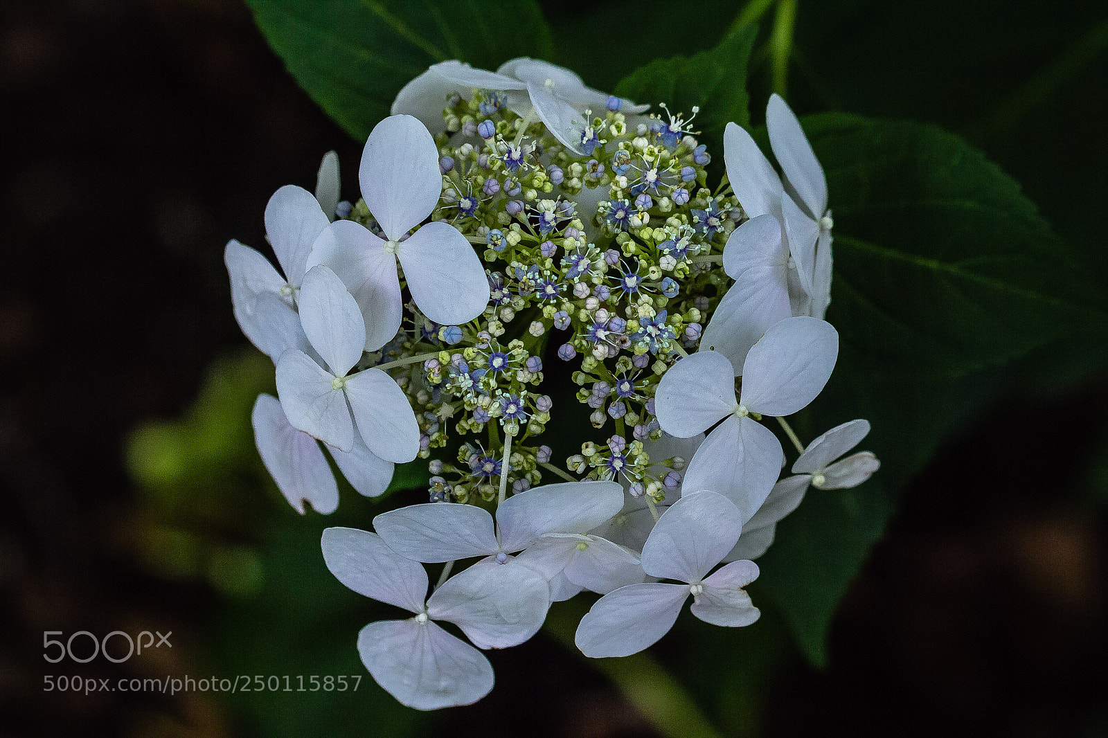 Canon EOS 60D sample photo. Hydrangea macrophylla 'white wave' photography