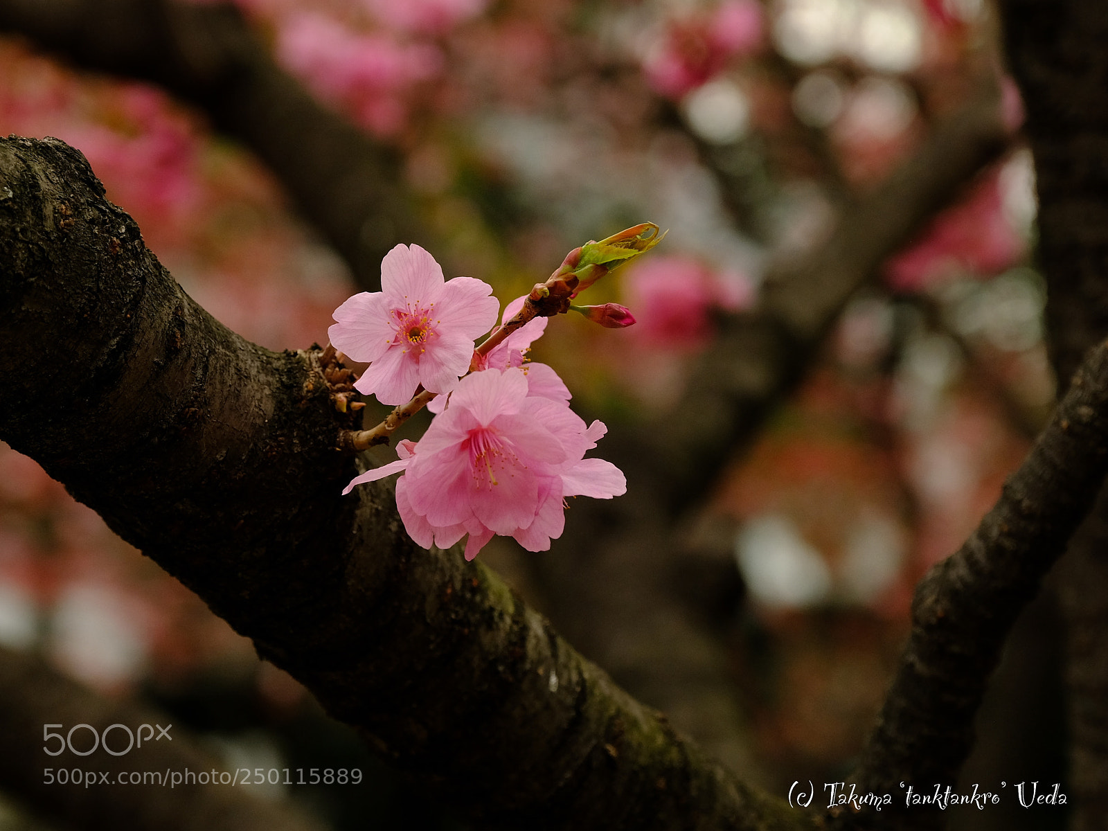 Fujifilm X-T2 sample photo. 桜 -cherry blossom- photography
